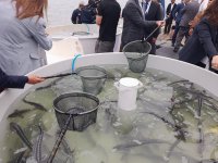 “Azerbaijan Fish Farm” şirkəti Beynəlxalq Biomüxtəliflik Günü münasibətilə Xəzər dənizinə 50 min nərə balığı buraxıb (FOTO)