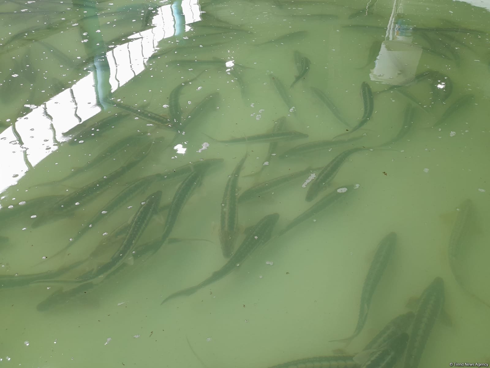 “Azerbaijan Fish Farm” şirkəti Beynəlxalq Biomüxtəliflik Günü münasibətilə Xəzər dənizinə 50 min nərə balığı buraxıb (FOTO)