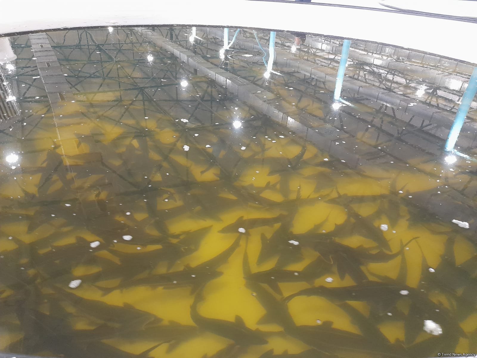 “Azerbaijan Fish Farm” şirkəti Beynəlxalq Biomüxtəliflik Günü münasibətilə Xəzər dənizinə 50 min nərə balığı buraxıb (FOTO)