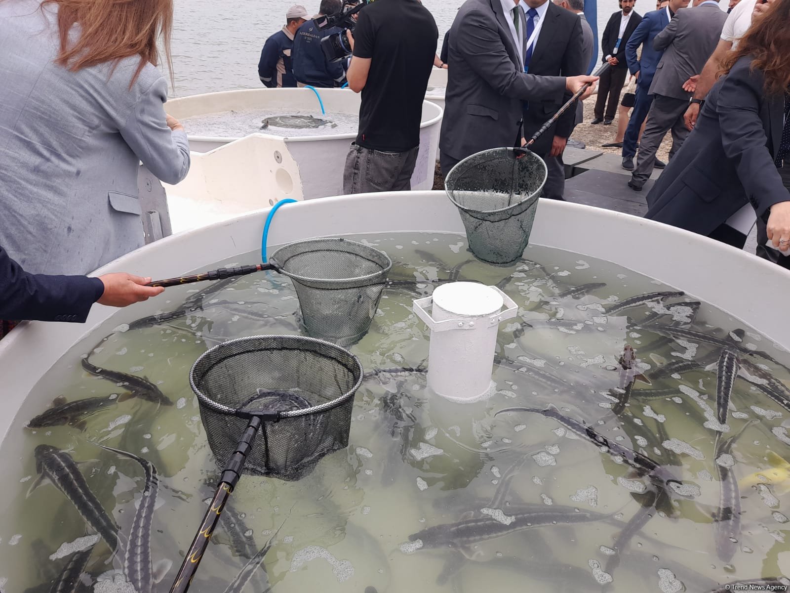 “Azerbaijan Fish Farm” şirkəti Beynəlxalq Biomüxtəliflik Günü münasibətilə Xəzər dənizinə 50 min nərə balığı buraxıb (FOTO)