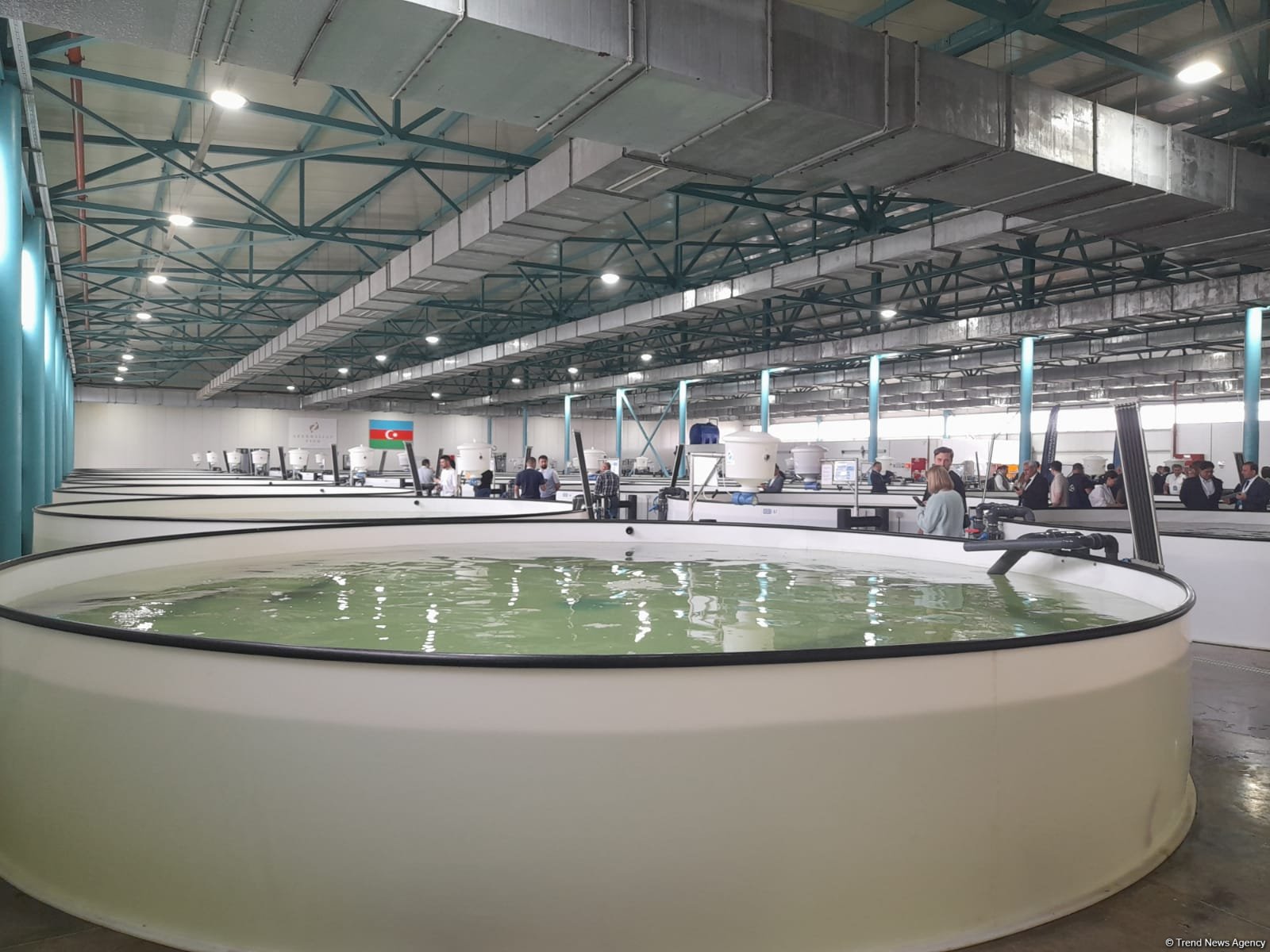 “Azerbaijan Fish Farm” şirkəti Beynəlxalq Biomüxtəliflik Günü münasibətilə Xəzər dənizinə 50 min nərə balığı buraxıb (FOTO)
