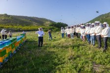“Gənc arıçı” layihəsinin təlim mərhələsinə start verilib (FOTO)