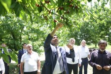 Xaçmazın gilas bağlarında məhsul yığımına başlanılıb (FOTO)