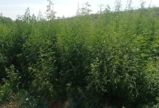 "Xaş-xaş 2024": Qazaxda 7 tondan çox çətənə bitkisi məhv edildi