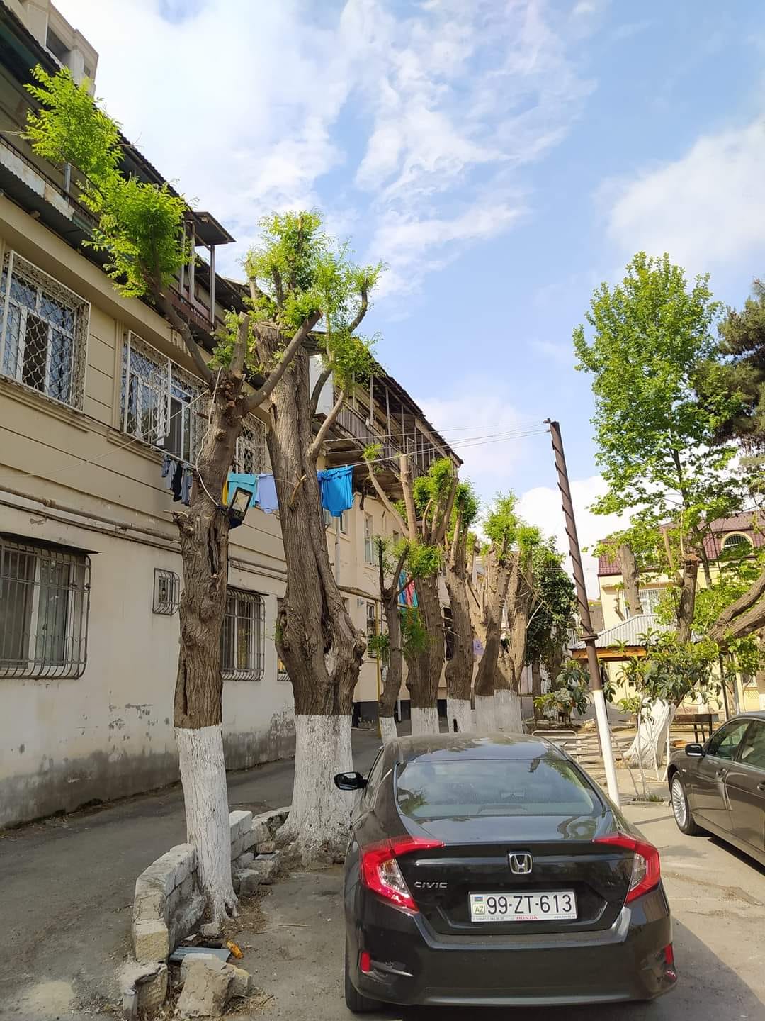 Bakıda ağacların qanunsuz kəsilməsi müəyyən olunub - AÇIQLAMA