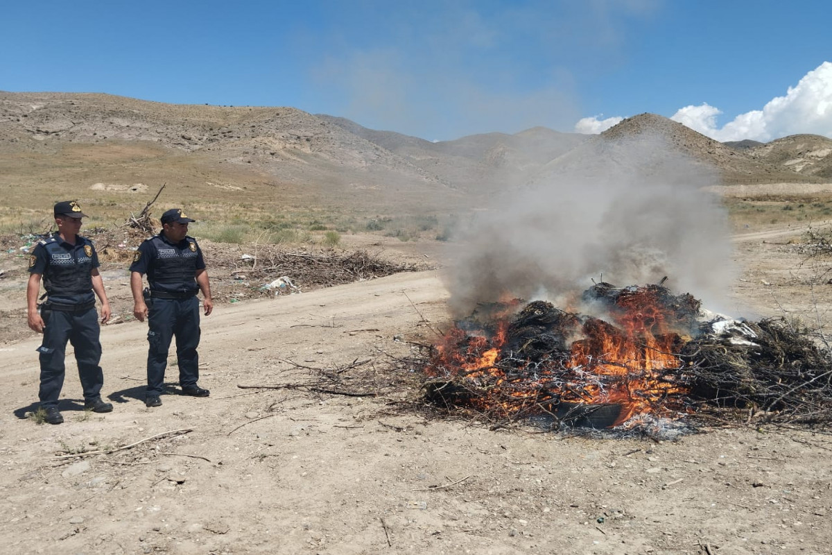 Naxçıvanda 74 tona yaxın çətənə bitkisi məhv edilib