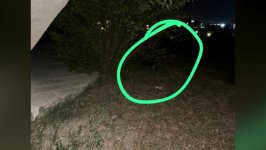 Gəncədə narkokuryerdən 20 kiloqramdan çox heroin aşkarlanıb (FOTO)