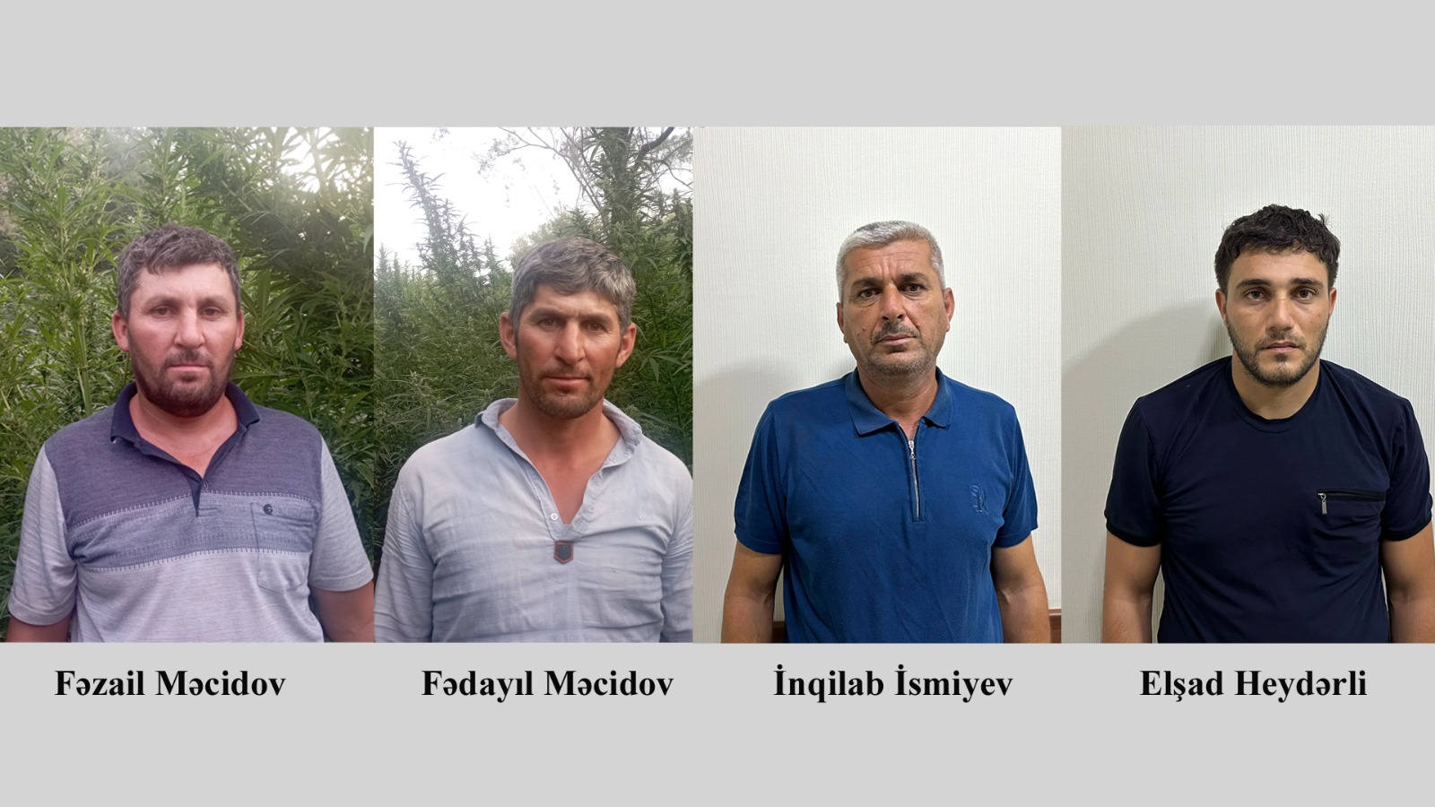 Fermada çətənə kolları yetişdirən dörd nəfər tutuldu