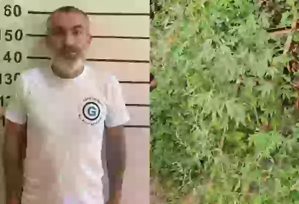 Qəbələdə çətənə kolu yetişdirən şəxs tutulub
