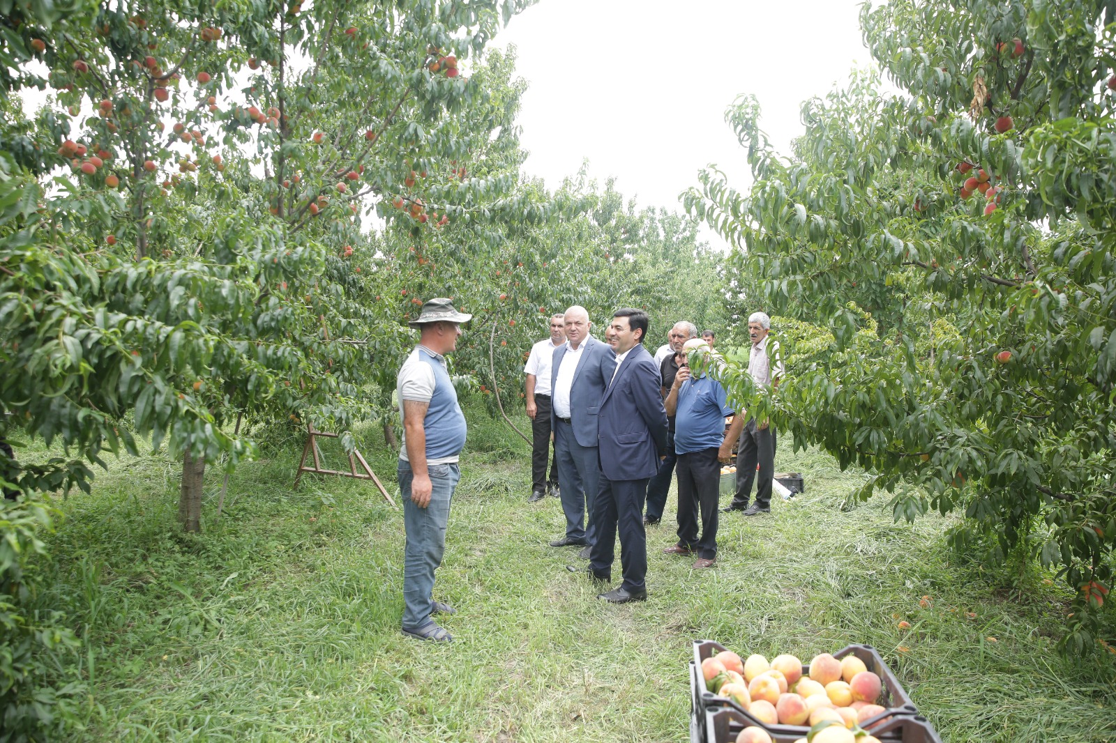 Xaçmazın icra başçısı şaftalı bağlarında məhsuldarlıqla maraqlanıb (FOTO)