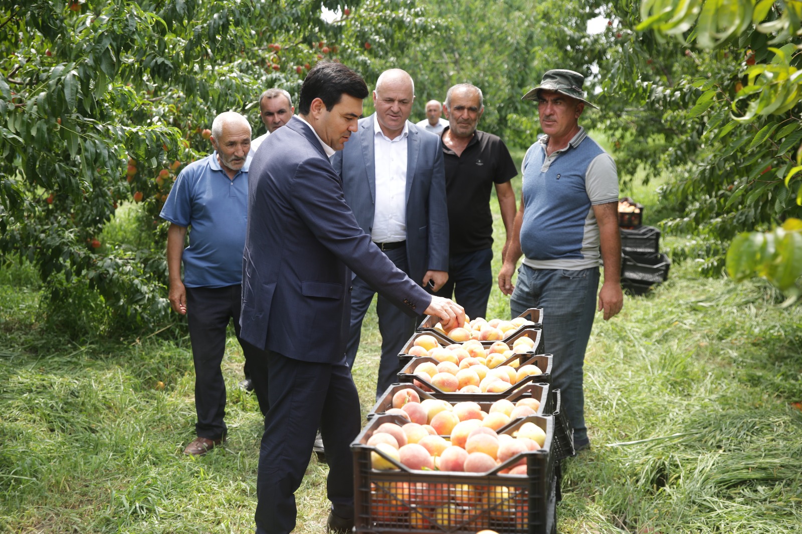 Xaçmazın icra başçısı şaftalı bağlarında məhsuldarlıqla maraqlanıb (FOTO)