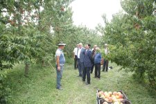 Xaçmazın icra başçısı şaftalı bağlarında məhsuldarlıqla maraqlanıb (FOTO)