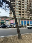 Bakı Dövlət Sirkinin qarşısındakı qurumuş ağaclar müvafiq ekspertiza rəyi əsasında götürülüb