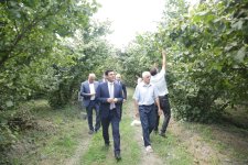Xaçmazda fındıq bağlarında məhsul yığımı davam edir