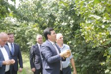 Xaçmazda fındıq bağlarında məhsul yığımı davam edir