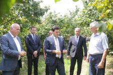Xaçmazda fındıq bağlarında məhsul yığımı davam edir