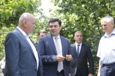 Xaçmazda fındıq bağlarında məhsul yığımı davam edir