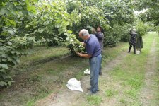 Xaçmazda fındıq bağlarında məhsul yığımı davam edir
