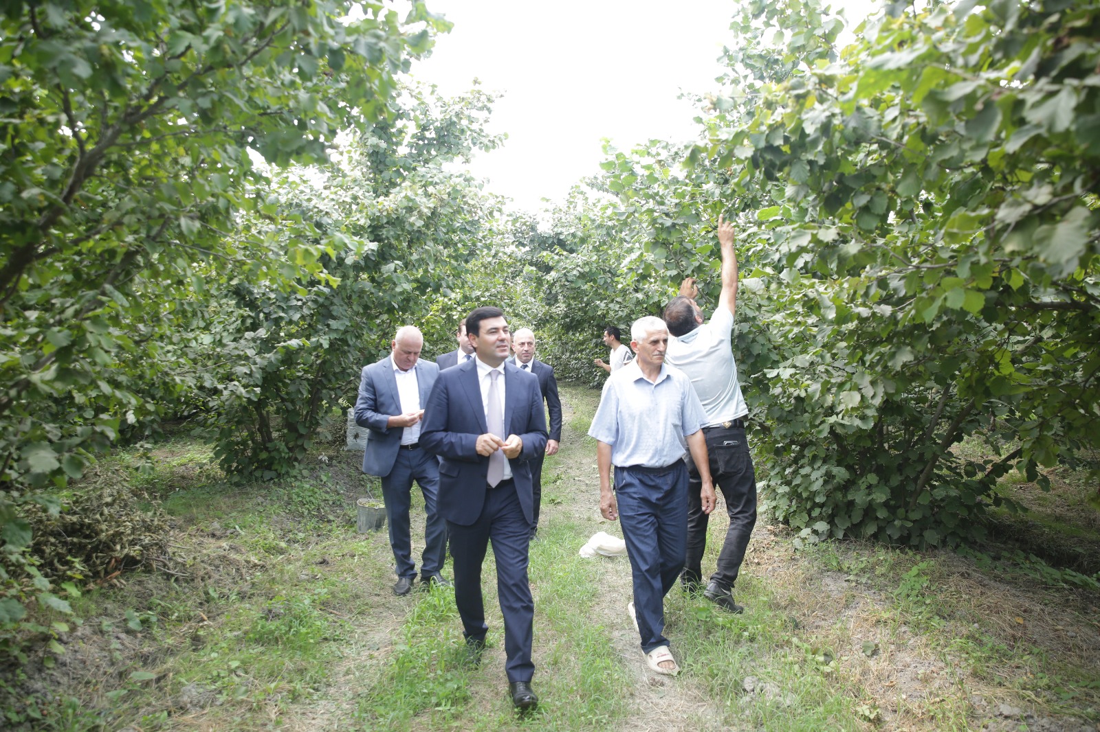 Xaçmazda fındıq bağlarında məhsul yığımı davam edir