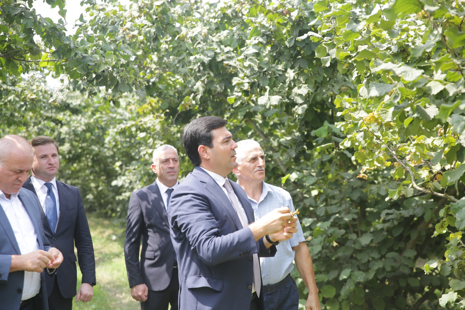 Xaçmazda fındıq bağlarında məhsul yığımı davam edir