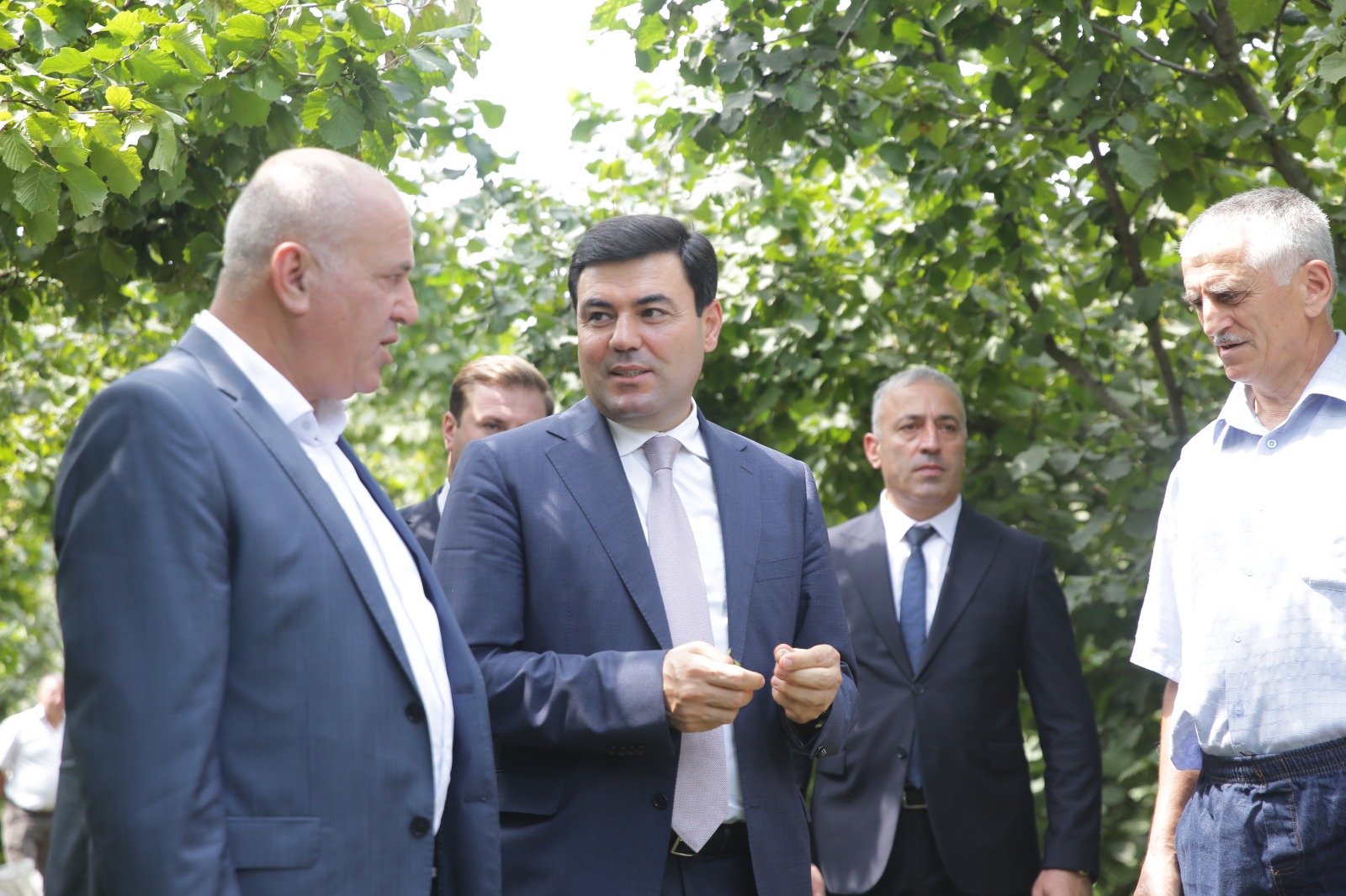 Xaçmazda fındıq bağlarında məhsul yığımı davam edir