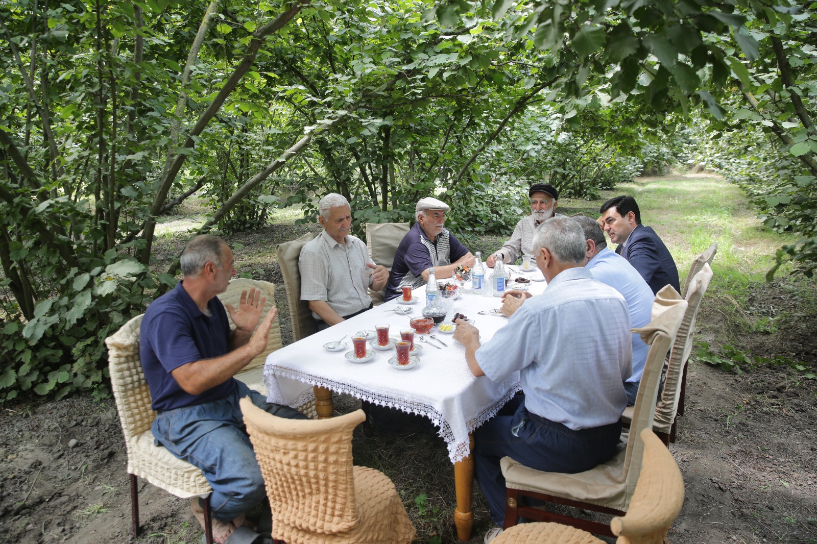 Xaçmazda fındıq bağlarında məhsul yığımı davam edir
