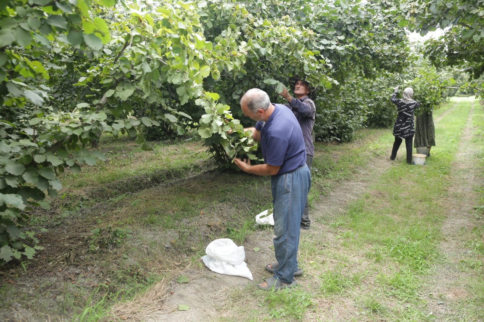 Xaçmazda fındıq bağlarında məhsul yığımı davam edir