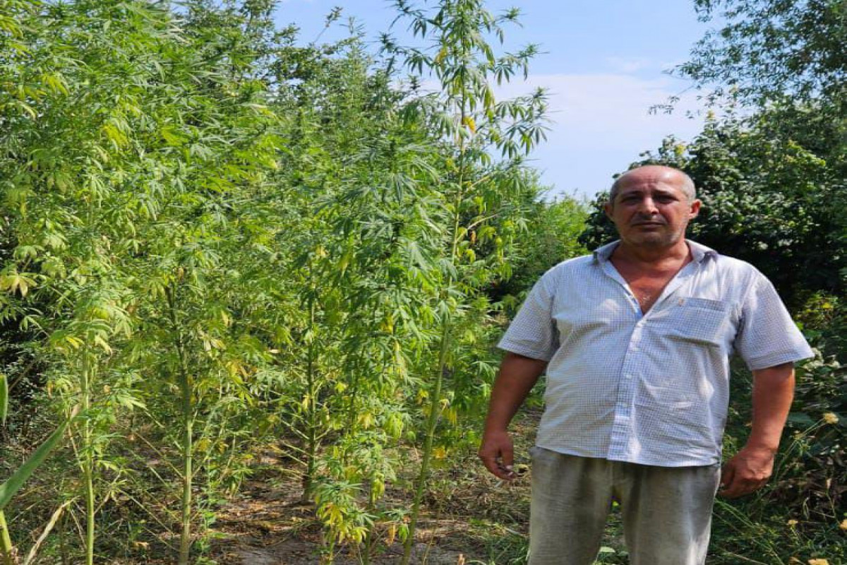 İmişlidə evin həyətindən çətənə kolları və 10 kq-dan artıq narkotik aşkarlandı