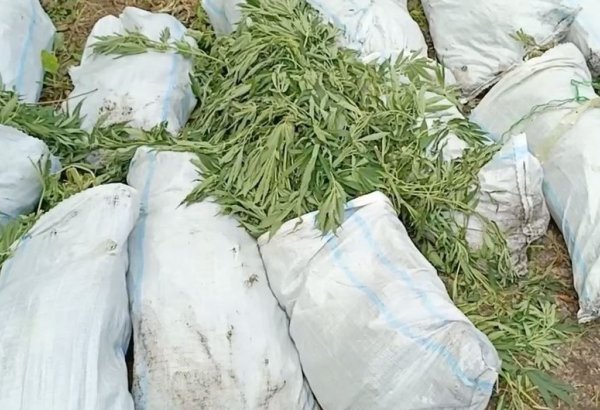 Xaçmazda silsilə əməliyyatlar keçirildi: 379 kiloqram çətənə kolu aşkarlandı