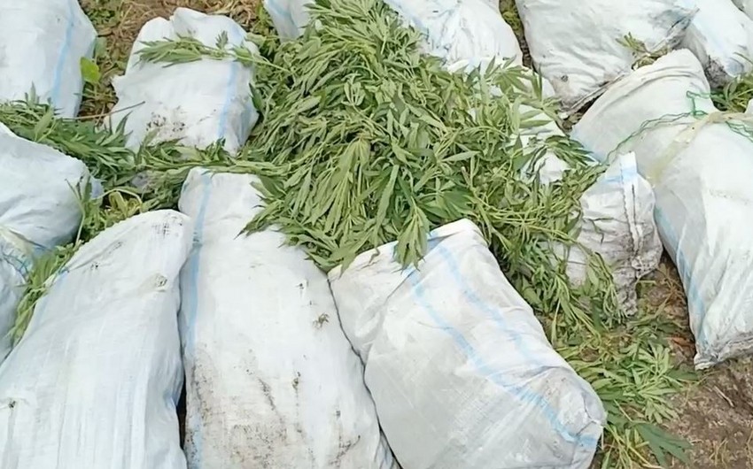 Xaçmazda silsilə əməliyyatlar keçirildi: 379 kiloqram çətənə kolu aşkarlandı