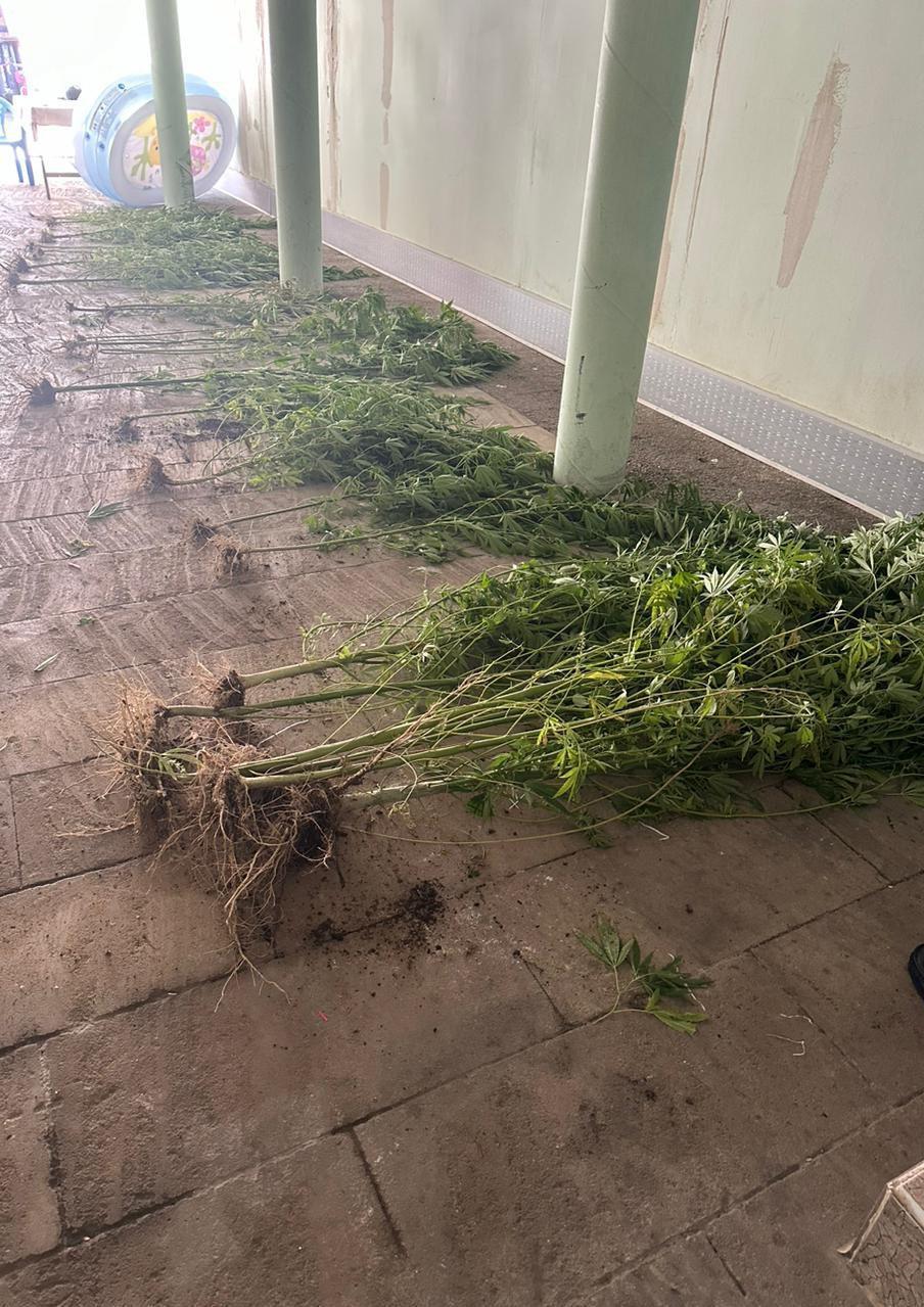 İsmayıllıda narkotik tərkibli bitkilərin kultivasiyasını həyata keçirən şəxslər ələ keçib (FOTO)