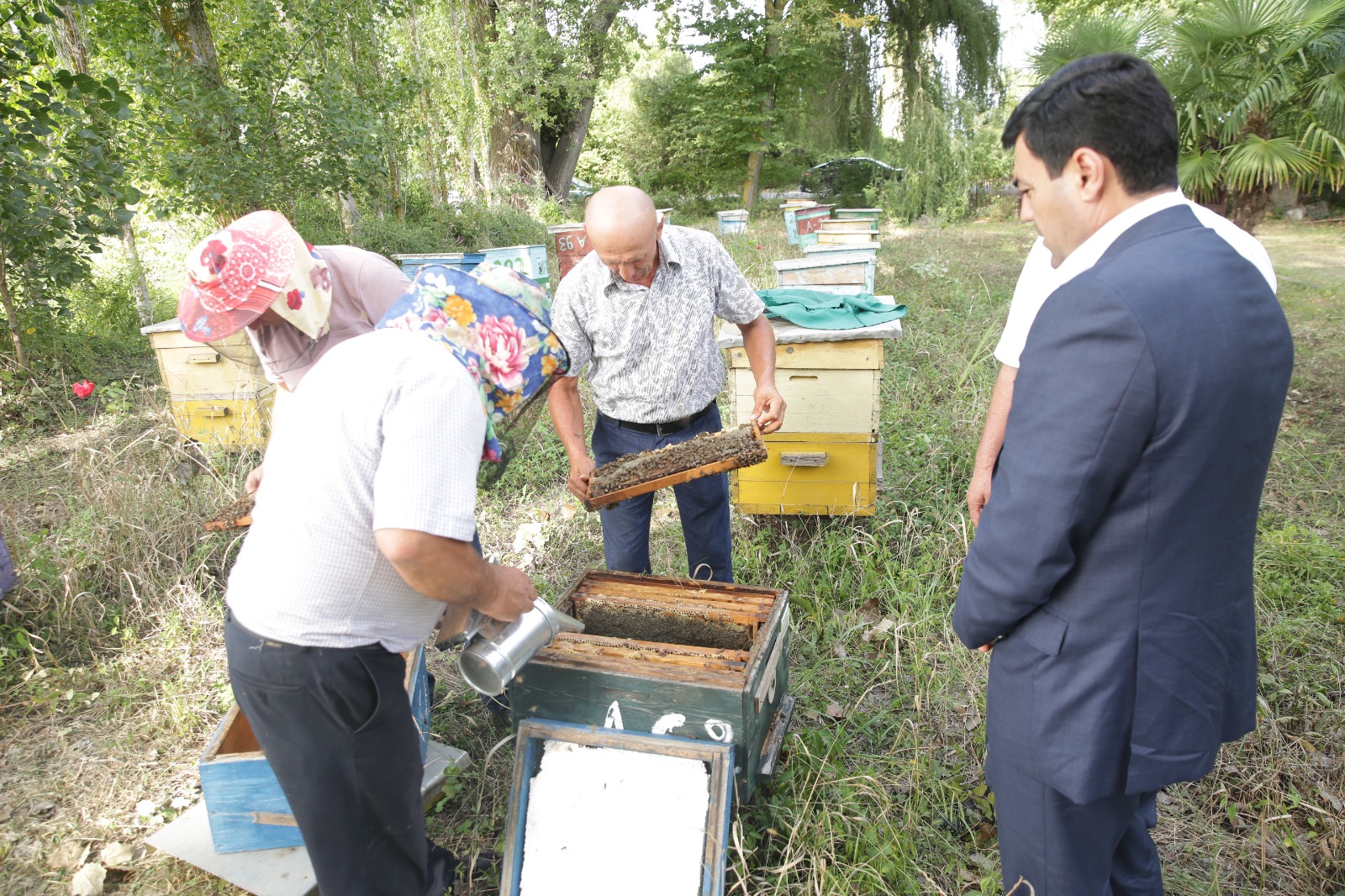 Xaçmazda arıçılıq təsərrüfatlarında məhsuldarlıq yüksəlib (FOTO)