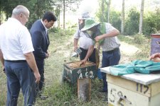 Xaçmazda arıçılıq təsərrüfatlarında məhsuldarlıq yüksəlib (FOTO)