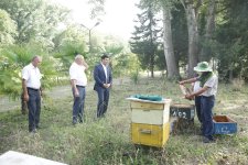 Xaçmazda arıçılıq təsərrüfatlarında məhsuldarlıq yüksəlib (FOTO)