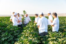 "Azərşəkər" və "Global Textil" şirkətlərinin birgə layihəsinin 2026-cı ilin ortalarına qədər tam şəkildə başa çatdırılması planlaşdırılır (Özəl) (FOTO)