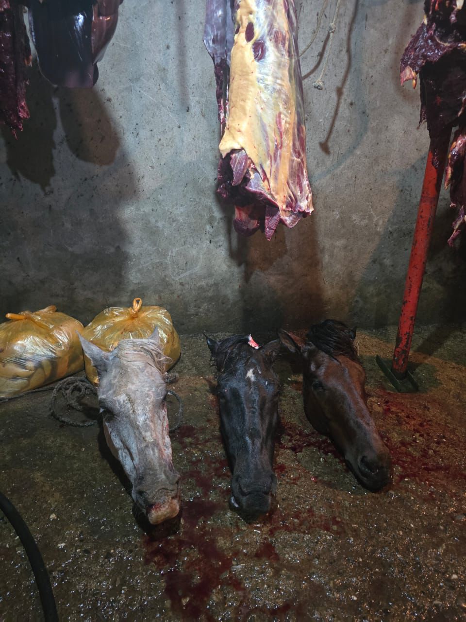 İsmayıllıda qidaya yararsız at əti satan şəxslər saxlanılıblar (FOTO)