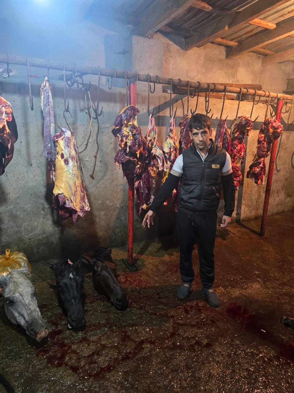 İsmayıllıda qidaya yararsız at əti satan şəxslər saxlanılıblar (FOTO)
