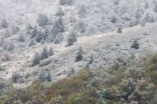 Laçının iki kəndinə qar yağıb (FOTO)