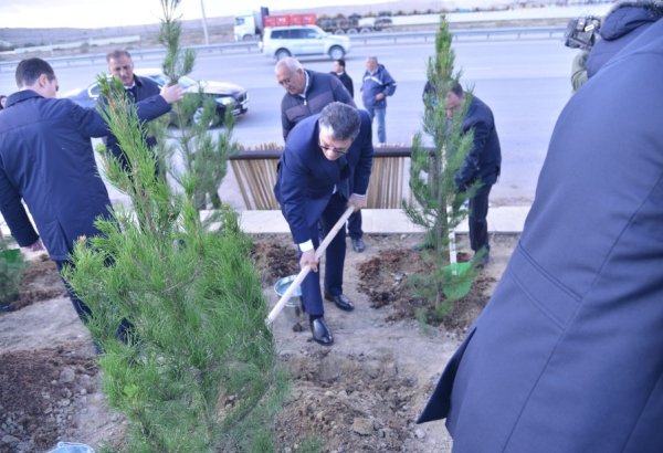 Bakı-Ələt magistral yolunun kənarındakı boş ərazidə ağacəkmə aksiyası keçirilib (FOTO)