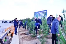 Bakı-Ələt magistral yolunun kənarındakı boş ərazidə ağacəkmə aksiyası keçirilib (FOTO)