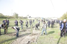 Xaçmazın Çinartala kəndində ağacəkmə aksiyası təşkil olunub (FOTO)