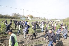 Xaçmazın Çinartala kəndində ağacəkmə aksiyası təşkil olunub (FOTO)