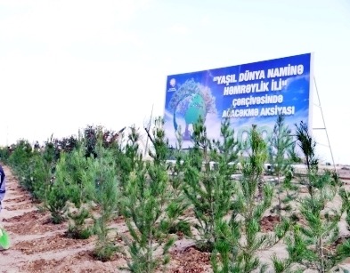 Bakı-Ələt magistral yolunun kənarındakı boş ərazidə ağacəkmə aksiyası keçirilib (FOTO)