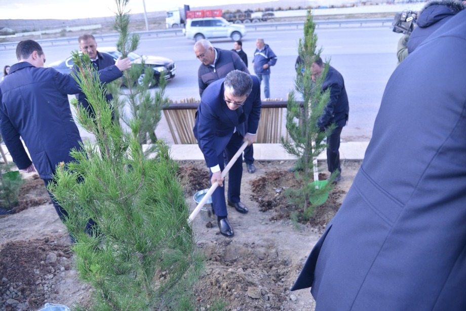 Bakı-Ələt magistral yolunun kənarındakı boş ərazidə ağacəkmə aksiyası keçirilib (FOTO)