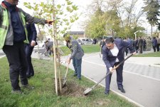Xaçmaz rayonunda növbəti ağacəkmə aksiyası keçirilib (FOTO)