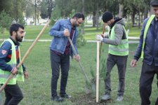 Xaçmaz rayonunda növbəti ağacəkmə aksiyası keçirilib (FOTO)