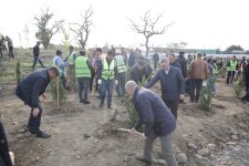 Xaçmazın Xanoba kəndində “Yaşıl dünya naminə həmrəylik ili” çərçivəsində ağacəkmə aksiyası keçirilib (FOTO)