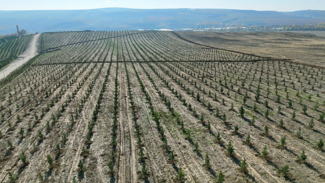 COP29-da Birinci xanımların iştirakı ilə “Gənclər iqlim fəaliyyətlərinin ön cəbhəsində” mövzusunda konfrans keçirilib (FOTO)