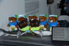 COP29 məkanında pavilyonlardan FOTOREPORTAJ