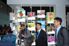 COP29 məkanında pavilyonlardan FOTOREPORTAJ